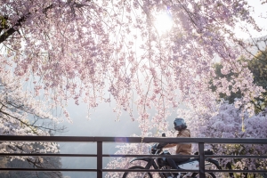 オフ車_桜.jpg